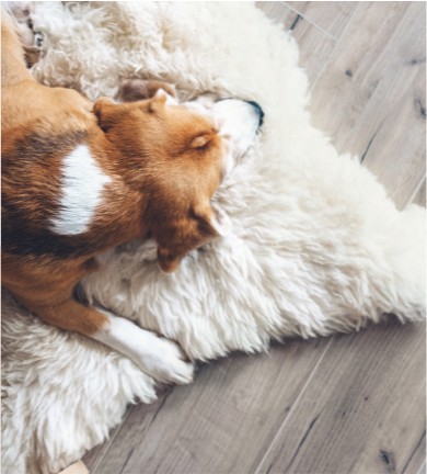Dog rug flooring | Flooring Company